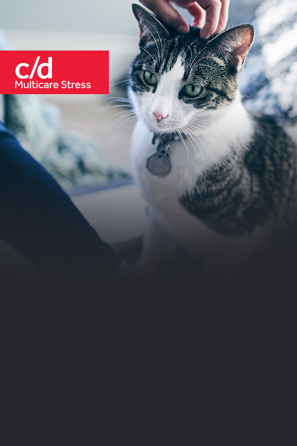 Gato atigrado blanco con gris com placa plateada